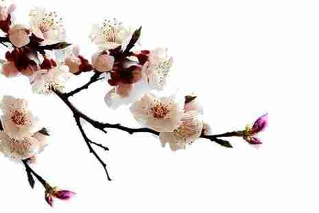 2019京郊賞花攻略