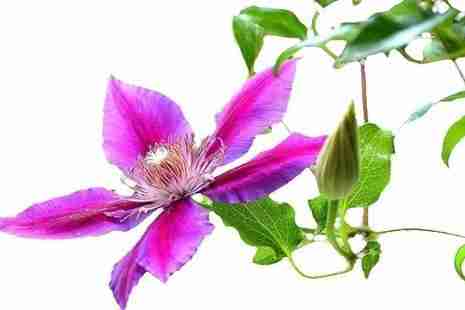 2019京郊賞花攻略