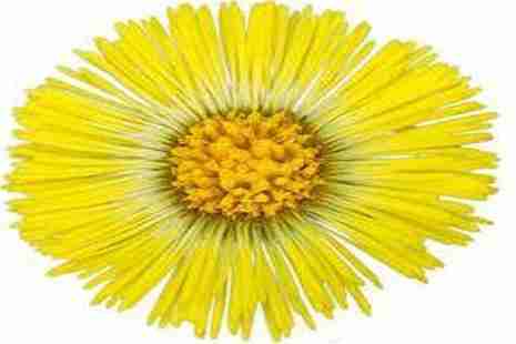 2019京郊賞花攻略