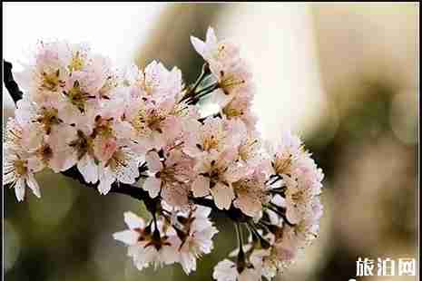 2019保定阜平樱花节4月20日开启 附活动时间安排