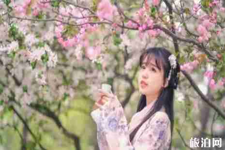 2019保定阜平樱花节4月20日开启 附活动时间安排