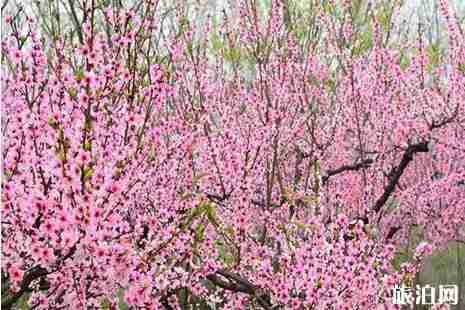 安徽明光踏青攻略