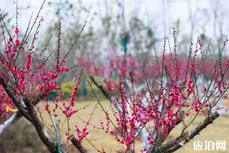 安徽明光踏青攻略