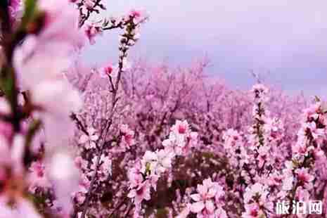 春季威海賞花好去處推薦 春季威海賞花好去處推薦