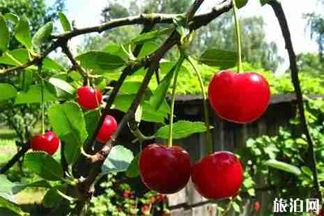 2019成都櫻桃采摘地推薦