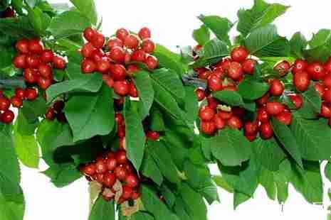 2019成都櫻桃采摘地推薦