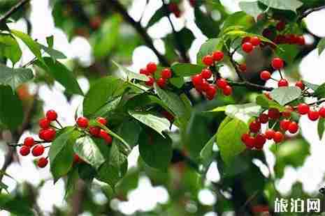 2019成都櫻桃采摘地推薦