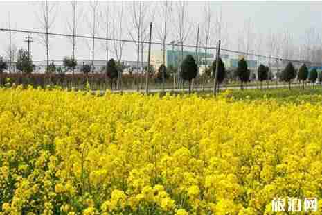 2019蒙城壇城櫻花節4月6日開啟 附交通攻略+活動時間安排