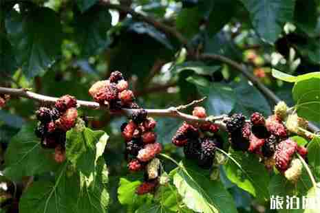 柳州桑葚采摘地推薦