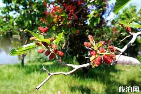 柳州桑葚采摘地推薦