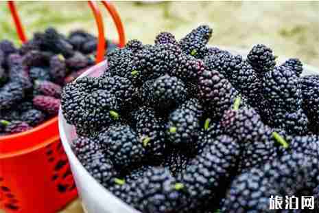 佛山桑葚采摘地盤點(diǎn)