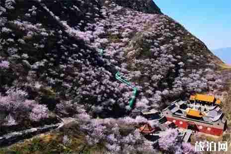 2019雞鳴山桃花節(jié) 附活動時間安排 2019雞鳴山桃花節(jié) 附活動時間安排