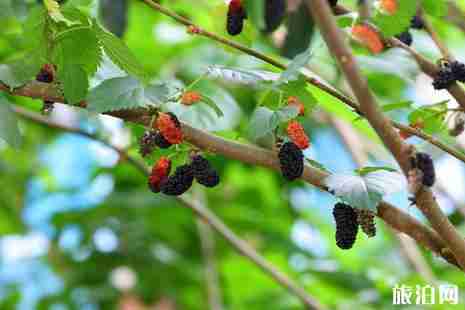 重慶桑葚什么時候成熟 2019重慶采摘桑葚的地方+交通