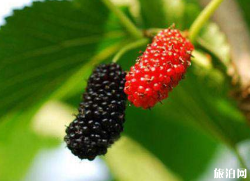 重慶桑葚什么時候成熟 2019重慶采摘桑葚的地方+交通