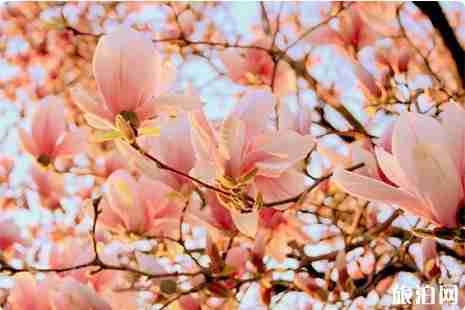 威海賞花好去處 威海賞花指南
