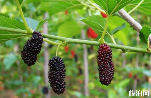 重慶桑葚什么時候成熟 2019重慶采摘桑葚的地方+交通