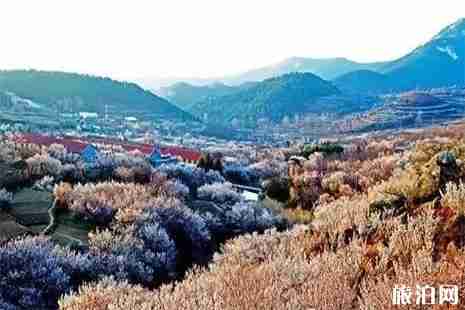 威海賞花好去處 威海賞花指南