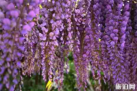 威海賞花好去處 威海賞花指南