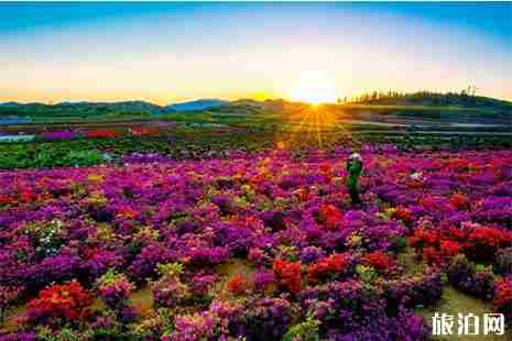 威海賞花好去處 威海賞花指南