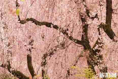 2019年日本四月櫻花攻略