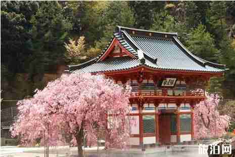 2019年日本四月櫻花攻略