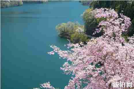 2019年日本四月櫻花攻略