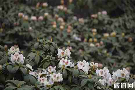 云南蒼山杜鵑花幾月開