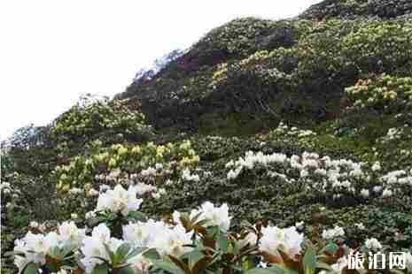 云南蒼山杜鵑花幾月開