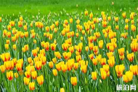 2019蘭州榆中縣李家莊田園小鎮(zhèn)郁金香花展信息 附交通攻略 2019蘭州榆中縣李家莊田園小鎮(zhèn)郁金香花展信息 附交通攻略