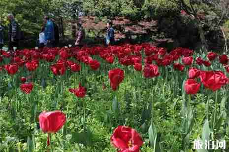 2019蘭州榆中縣李家莊田園小鎮(zhèn)郁金香花展信息 附交通攻略 2019蘭州榆中縣李家莊田園小鎮(zhèn)郁金香花展信息 附交通攻略