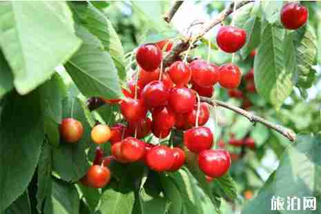 貴州安順鎮寧櫻桃采摘地推薦 采摘時間是多少 貴州安順鎮寧櫻桃采摘地推薦 采摘時間是多少