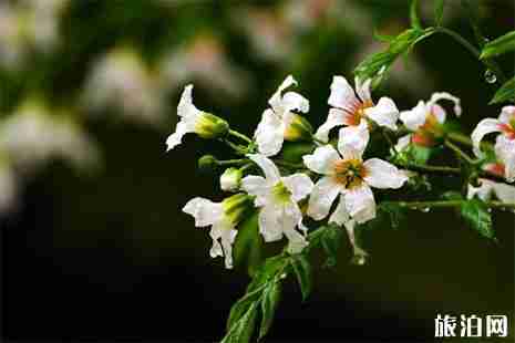 2019邱縣文冠果花節4月13日開啟