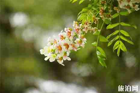 2019邱縣文冠果花節4月13日開啟