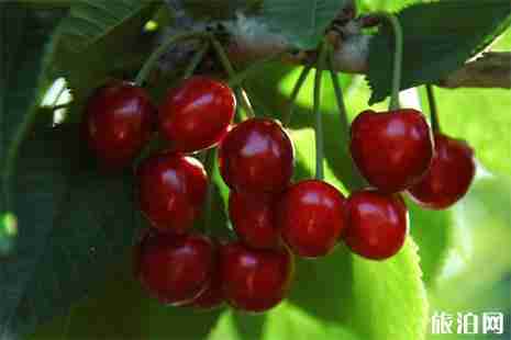 貴州安順鎮寧櫻桃采摘地推薦 采摘時間是多少 貴州安順鎮寧櫻桃采摘地推薦 采摘時間是多少