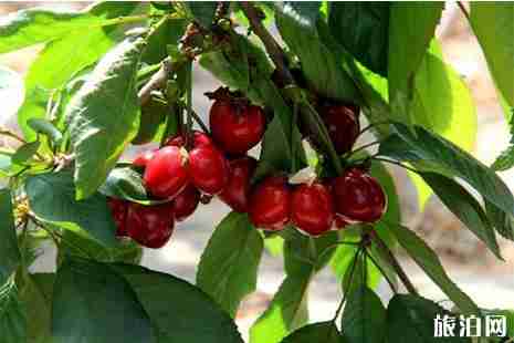 貴州安順鎮寧櫻桃采摘地推薦 采摘時間是多少 貴州安順鎮寧櫻桃采摘地推薦 采摘時間是多少