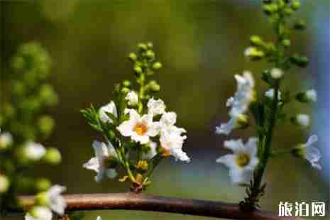 2019邱縣文冠果花節4月13日開啟