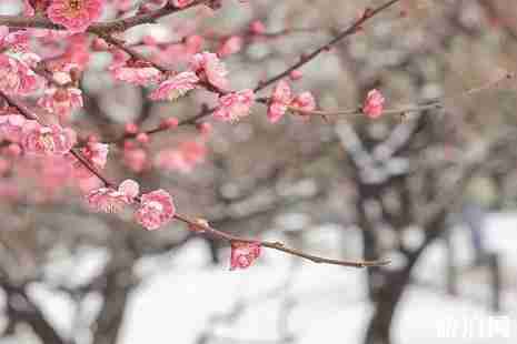武漢桃花島在哪里 武漢桃花一日游攻略