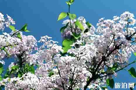 2019玄武湖漢服文化節 時間+活動內容