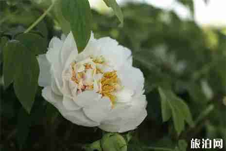 中國國花園門票 中國國花園花期信息