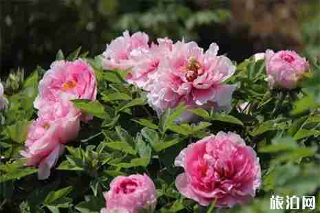 中國國花園門票 中國國花園花期信息