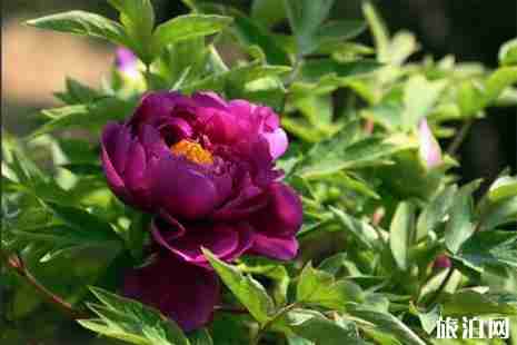 2019牡丹公園要門票嗎