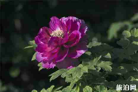 2019隋唐城遗址植物园牡丹花会活动安排 附演出信息