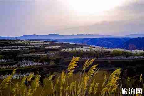 2019临汾隰县梨花节4月10日开启 2019临汾隰县梨花节4月10日开启