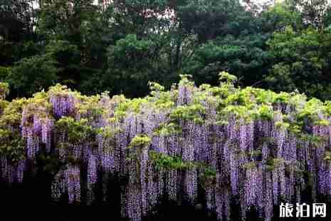 苏州紫藤花什么时候开花 2019苏州紫藤花观赏时间+地点+门票 苏州紫藤花什么时候开花 2019苏州紫藤花观赏时间+地点+门票