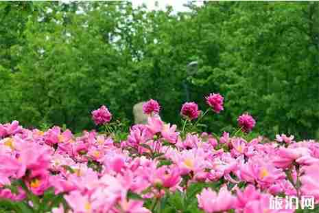 2019四川中江玉兴镇凡龙花千谷赏花节汉服活动 2019四川中江玉兴镇凡龙花千谷赏花节汉服活动