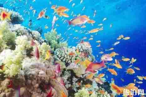 2019福州罗源湾海洋世界门票价格+优惠政策 2019福州罗源湾海洋世界门票价格+优惠政策