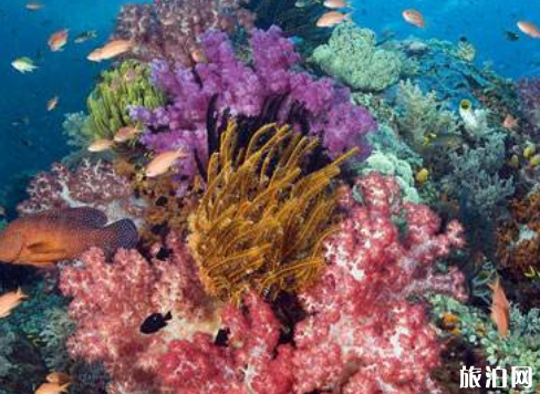 2019福州左海海底世界门票+优惠政策+交通 2019福州左海海底世界门票+优惠政策+交通