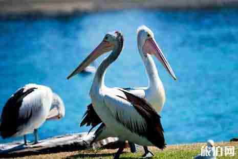 澳洲入境不可以带什么 澳洲离境不可以带什么 澳洲入境不可以带什么 澳洲离境不可以带什么