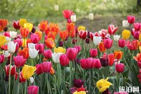 贵州哪里有郁金香花海 贵州哪里有郁金香花海