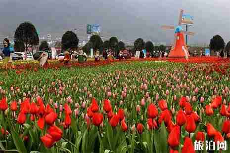 贵州哪里有郁金香花海 贵州哪里有郁金香花海